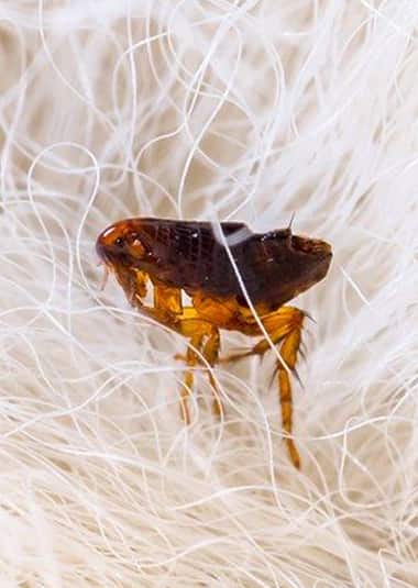 Flea Pest Control Treatment in Brisbane
