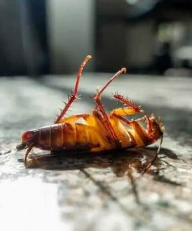 Local Cockroach Control Service in Brisbane